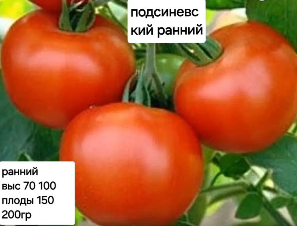 ПОДСИНЕВСКИЙ