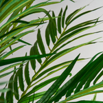 Пальмовое растение PALMERA