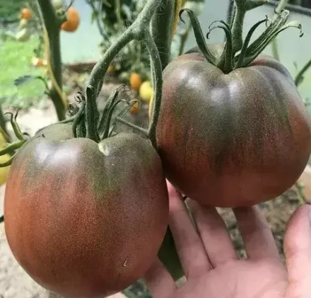 Томат Черное сердце Брэда 5шт Ц Мязина Л.