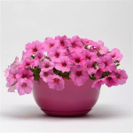 Петуния ампельная F1 Easy Wave Pink Passion
