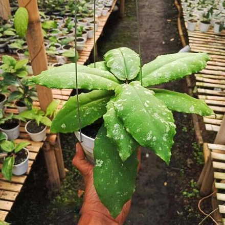 Хойя UNDULATA SPLASH