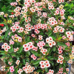 Эуфорбия Миля карликовая DAO KRAJAI