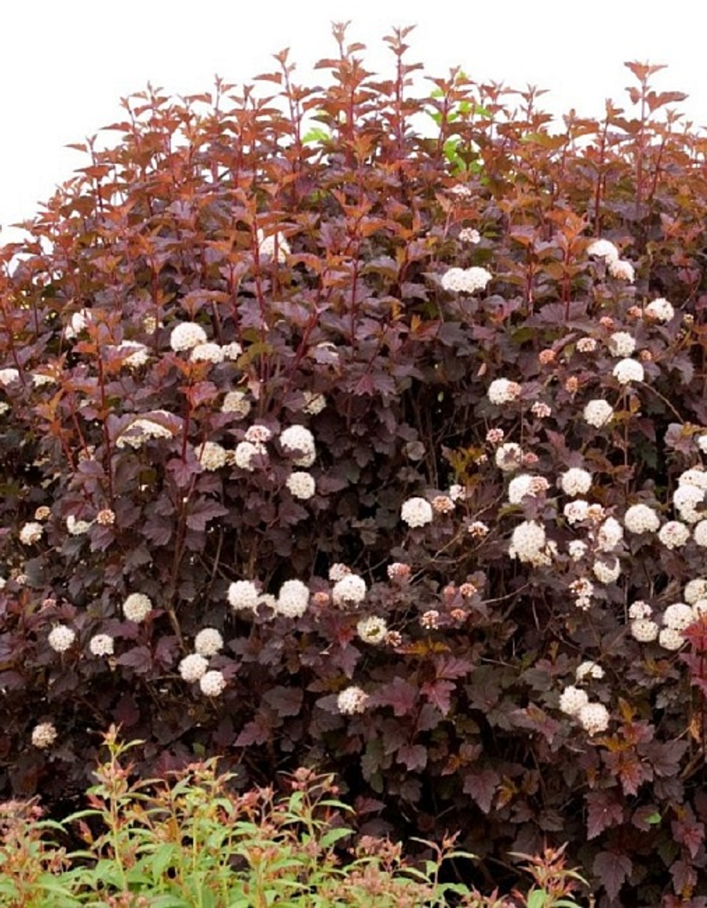 Пузыреплодник калинолистный Андре С2 20-30