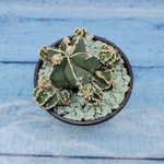 Astrophytum Myriostigma "Hakujo Fukuryu"  (Астрофитум)