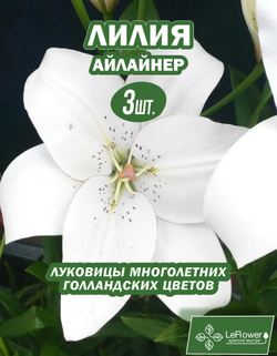 Лилия Луковица, Айлайнер, 3 шт