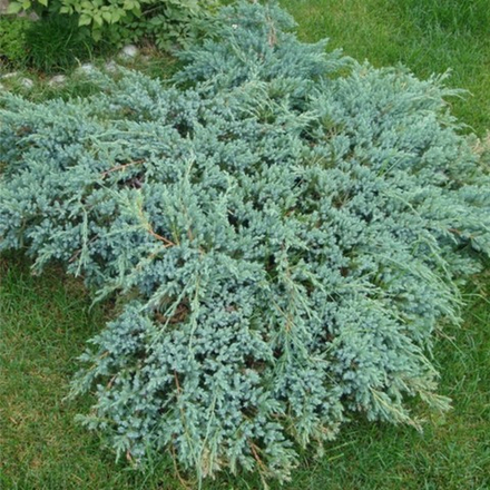 Можжевельник чешуйчатый Блю Карпет С26 100-120