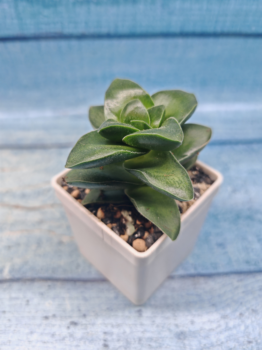 Crassula Springtime (Крассула)