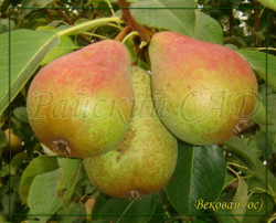 Груша Вековая