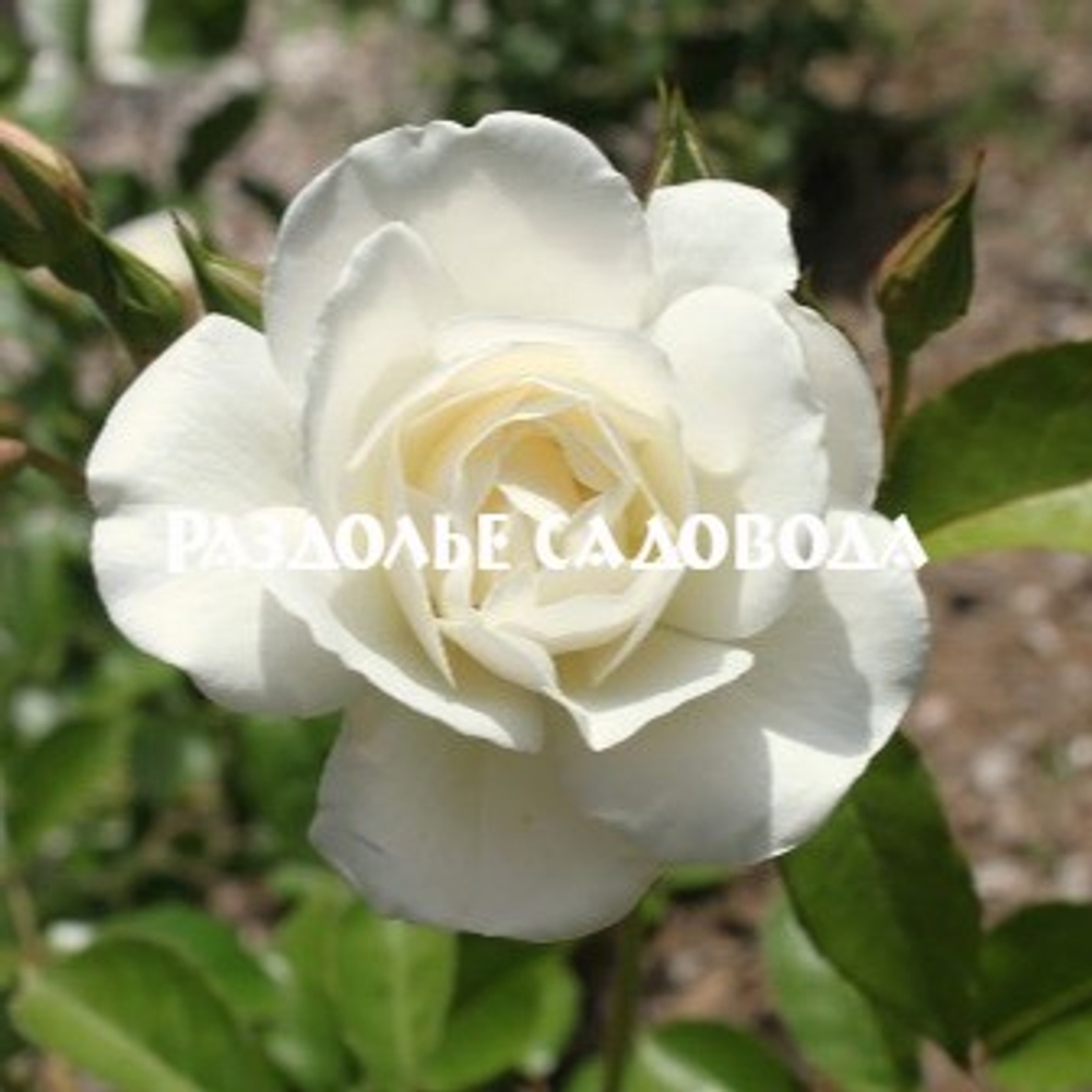 Роза плетистая Айсберг (горшок 5л)