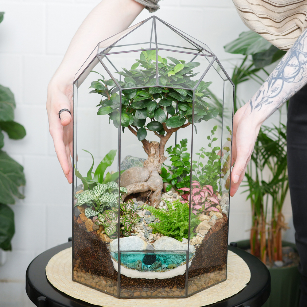 Готовый флорариум бонсай Фикус гинсенг Ботанический сад XL 45см с озером