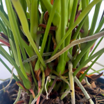 Антуриум Андрэ ROYAL PINK CHAMP