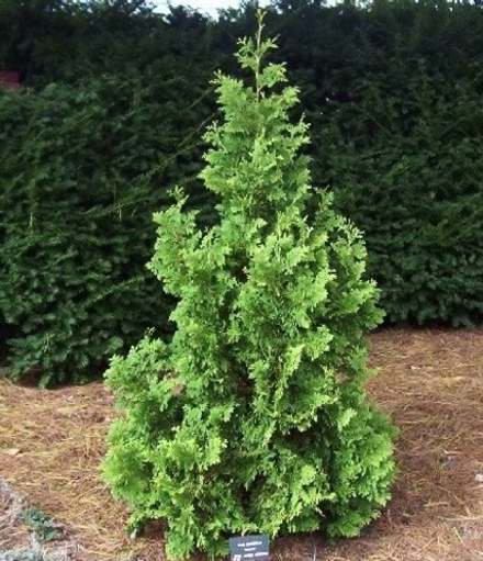 Туя западная Спиралис (Thuja occidentalis Spiralis) р9 август 2026 г