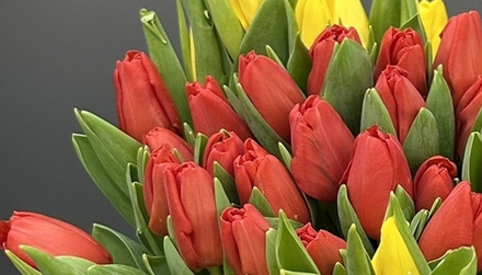 31 тюльпан микс красных и розовых с атласной лентой