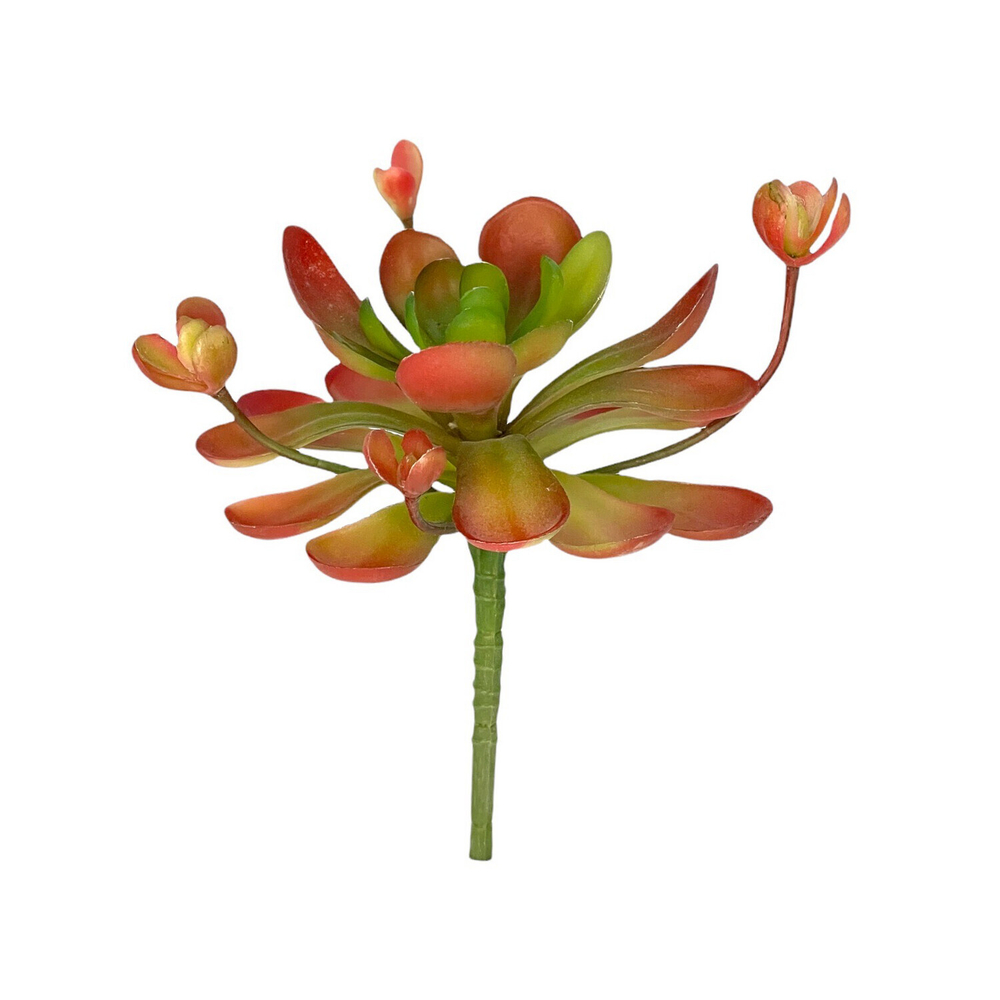 Суккулент эониум красный 18 см