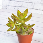 Sedum Nussbaumerianum (Седум)