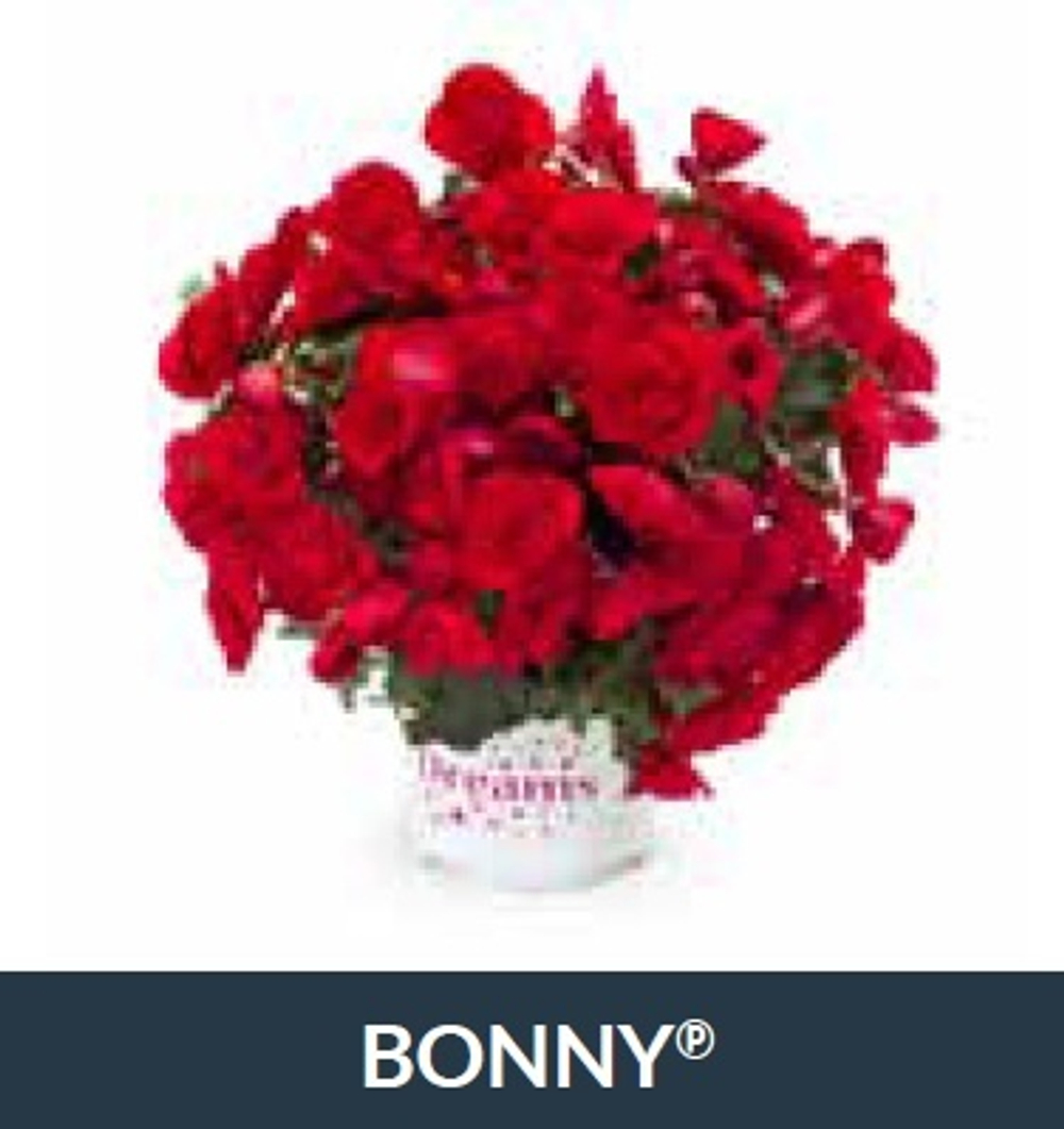 Бегония BK Collection Bonnie ОКС Укорененный черенок. Под заказ