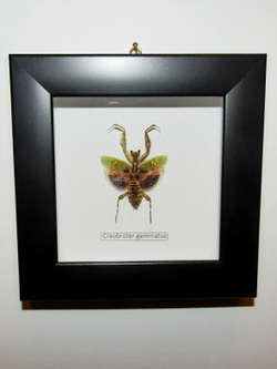 Богомол индийский цветочный в рамке