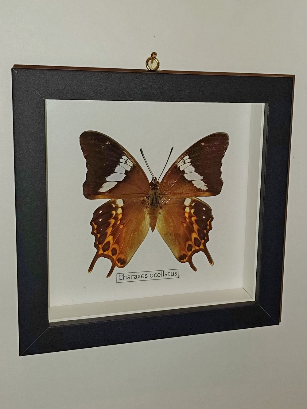 Бабочка Charaxes ocellatus в рамке