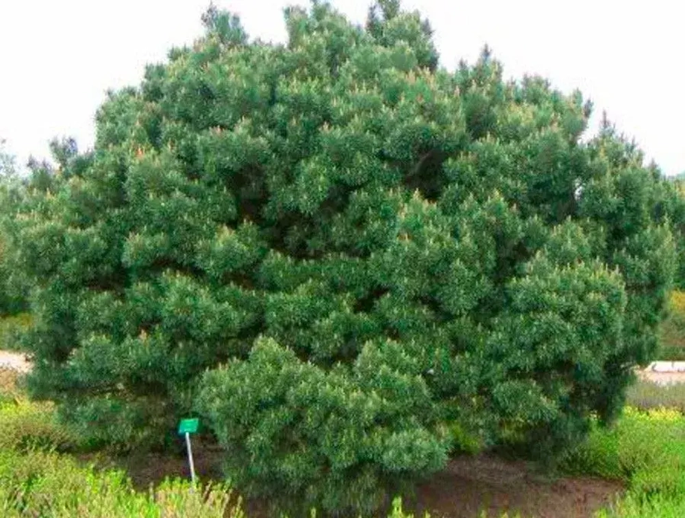 Cосна pinus nigra Nana