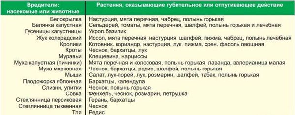 Растения-репелленты: природная защита от вредителей