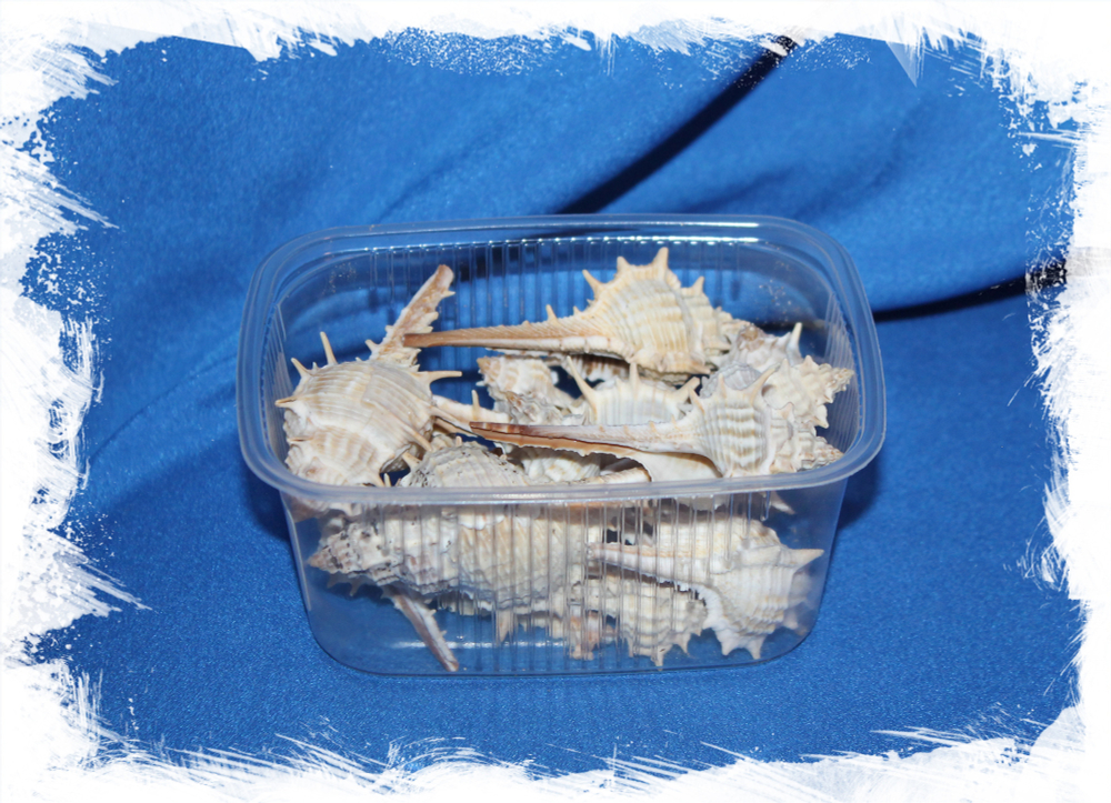 Декоративные морские ракушки для декора, поделок, рукоделия в морском стиле Мурекс Трапа