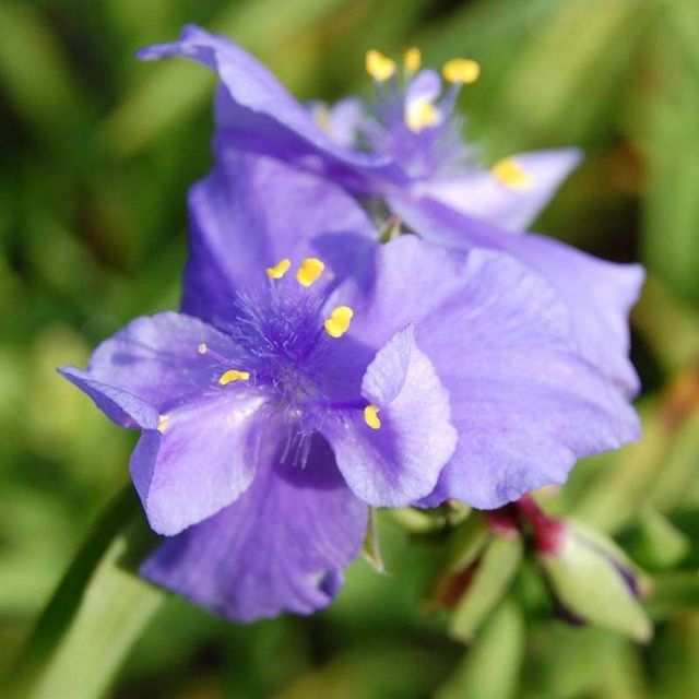 Традесканция