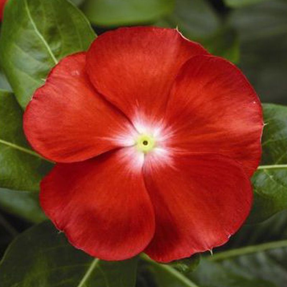 Катарантус Саншторм Скарлет виз Ай (100шт) Витагрин Профи