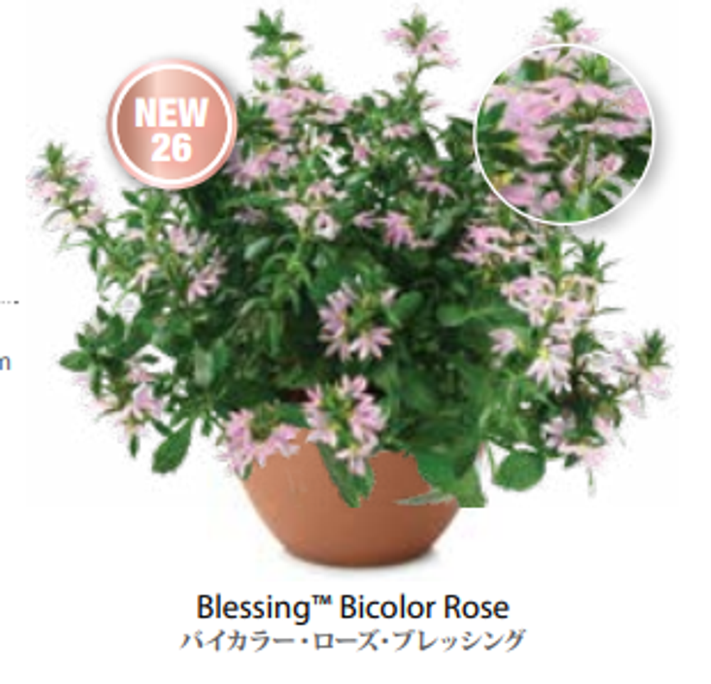 Новинка 2026 ЕВРО Сцевола Scaevola Bicolour Rose Blessing НЕукор черенок середина ноября 25