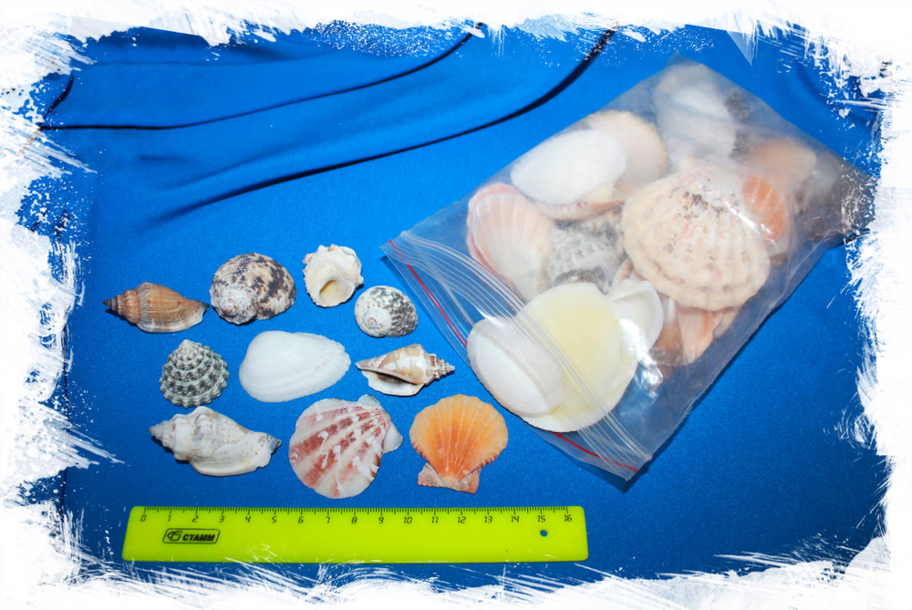 Набор морских ракушек для декора