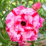 Адениум PINK HEART