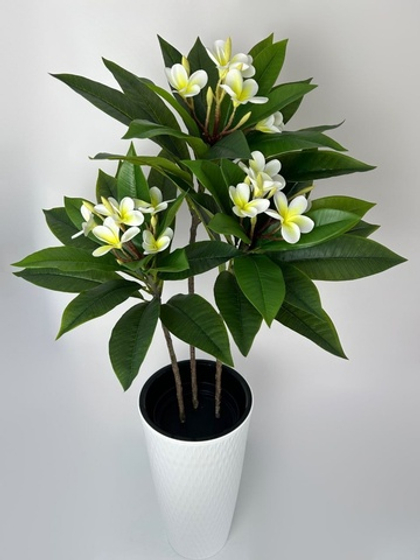 Плюмерия в тех.кашпо