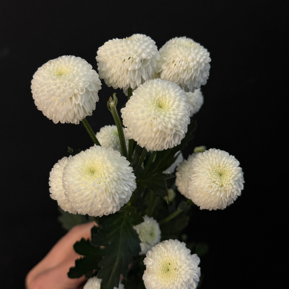 Хризантема кустовая сортовая 50 см / 1 шт