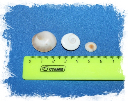 Крышечки ракушек Турбо коричневые (мелкие), 0,8-1,8см, 100гр, 50шт