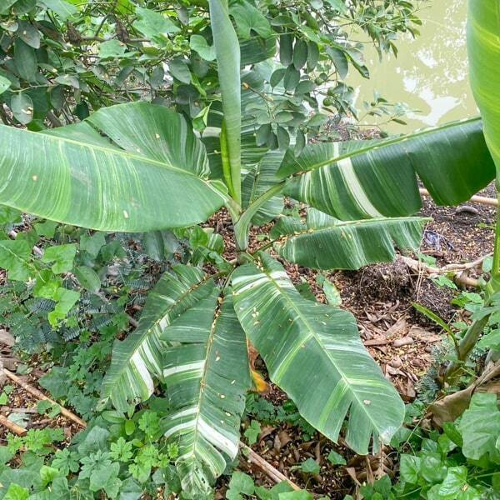 Банан вариегатный TANEE