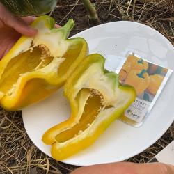 Cемена перца сладкого Риалто F1, Nunhems, 5 шт.