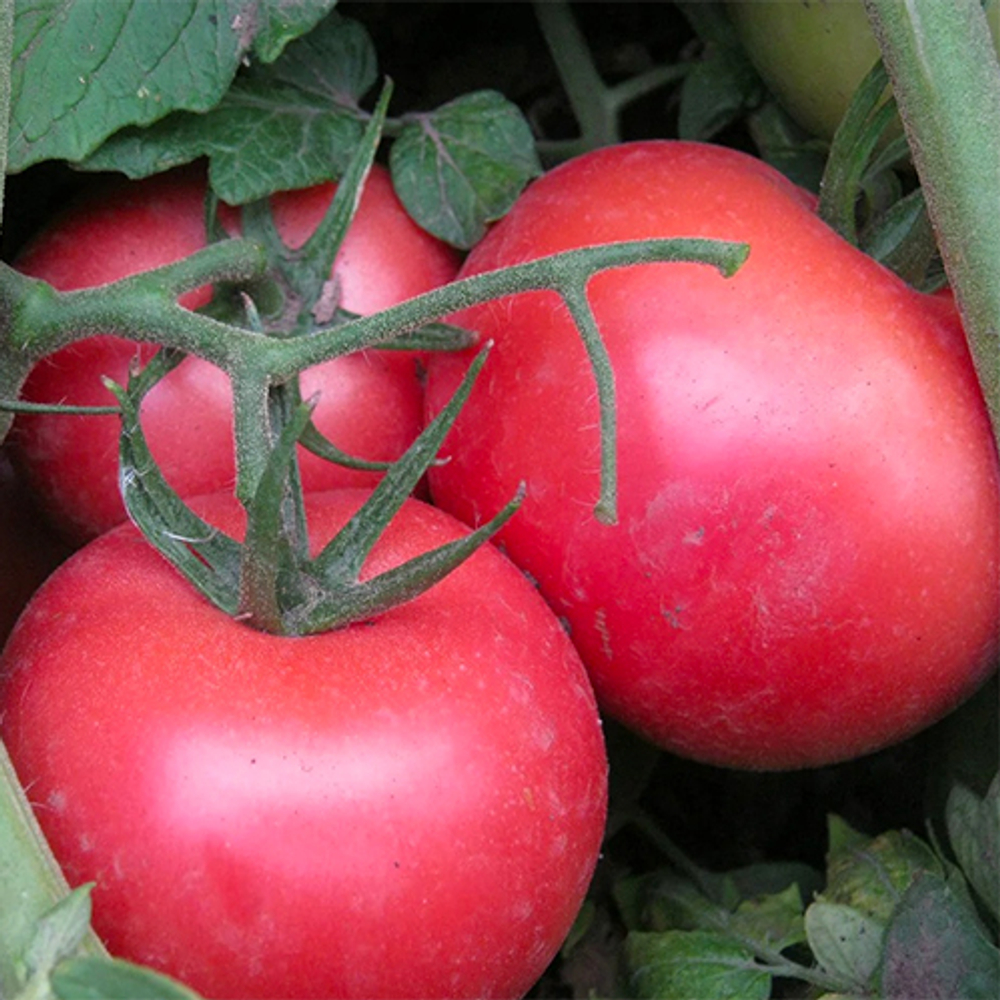 Томат Пинк Профит F1