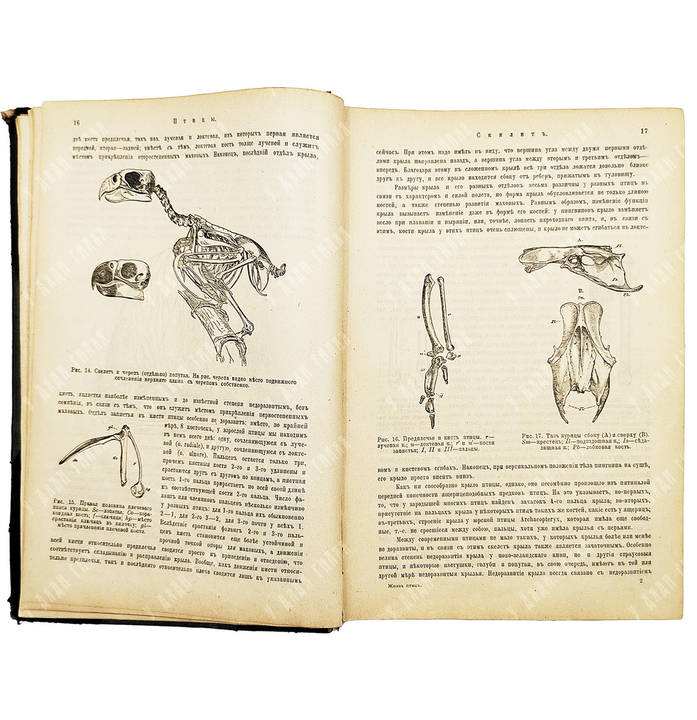 Мензбир М. А. Птицы. - СПб.: Типография Акц. общ. Брокгауз-Ефрон, 1904–1909.