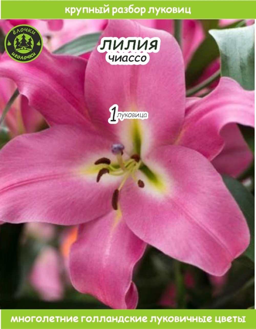 Лилия Луковица, Чиассо 1 шт