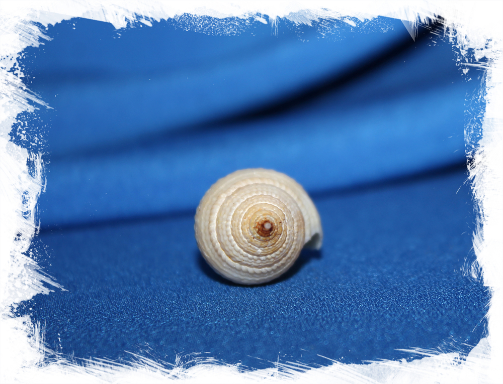 Конус короманделикус (Conus coromandelicus)