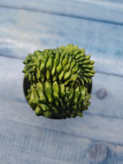 Gymnocalycium Spineless Crested form (Гимнокалициум Кристатный)