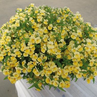 2654 Немезия LYRIC LEMON