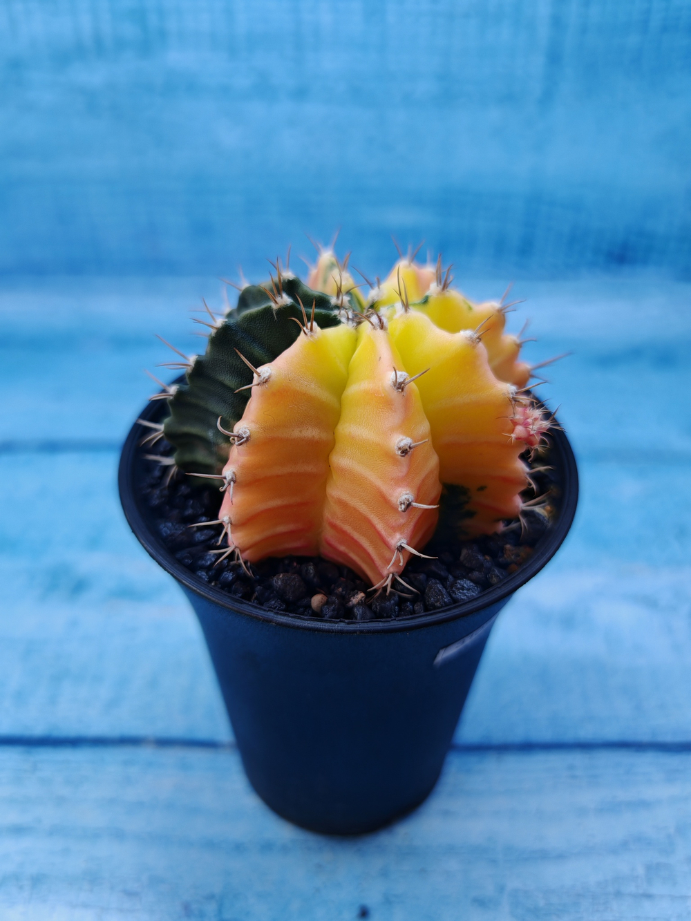 Gymnocalycium Variegata (Гимнокалициум Вариегатный)