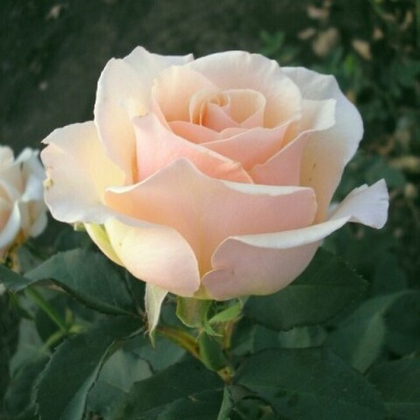 Роза Океан Клер чайно-гибридная