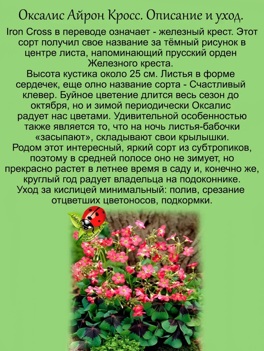 Оксалис Айрон Кросс вариегатный Дневная бабочка