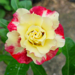 Адениум обесум 378