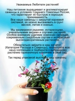 Смолевка Силки Пинк ампельная