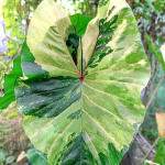 Колоказия GREEN GLOSSY