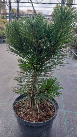 Сосна Pinus heldreichii Compact Gem
