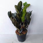 Замиокулькас черный