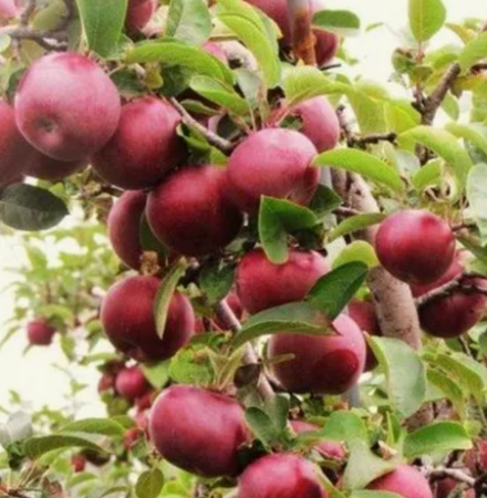Яблоня красномясая Байя Мариса ЗКС контейнер 7,5л, 2-3 летний саженец май 26